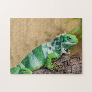 Iguana Photo Puzzle Legpuzzel