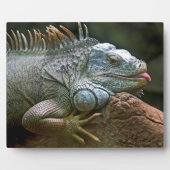 Iguana plaque fotoplaat (Voorkant)