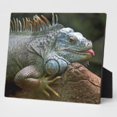 Iguana plaque fotoplaat (Zijkant)