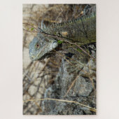 Iguana Posing on Rock for Camera Legpuzzel (Verticaal)
