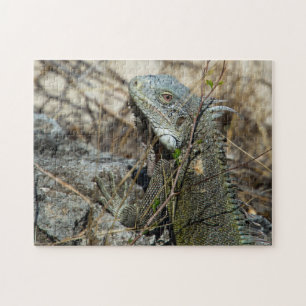Iguana Posing on Rock for Camera Legpuzzel