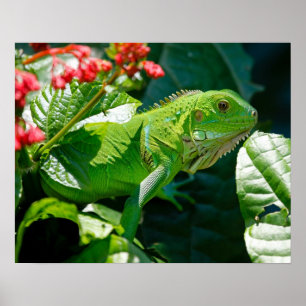 Iguana Poster