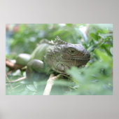 Iguana Poster (Voorkant)