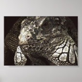 Iguana Poster (Voorkant)