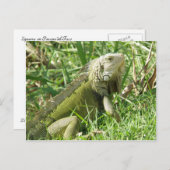 Iguana Puerto Rico Briefkaart (Voorkant / Achterkant)