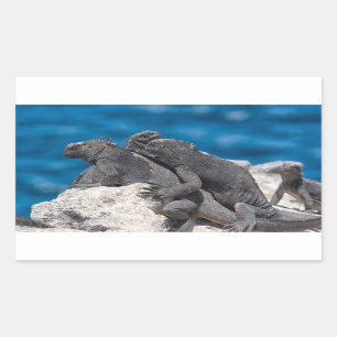 Iguana Rechthoekige Sticker
