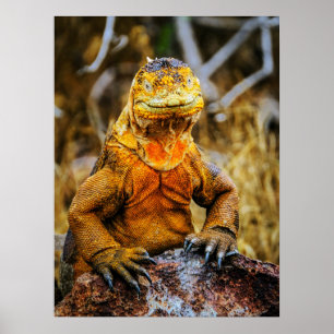 Iguana Reptiel Kunst Poster