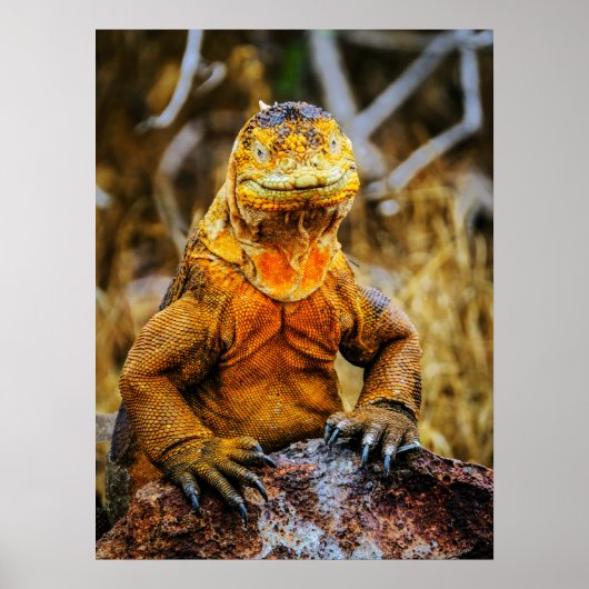 Iguana Reptiel Kunst Poster (Voorkant)