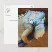 Iguana reptile briefkaart (Voorkant / Achterkant)