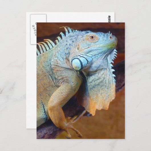 Iguana reptile briefkaart (Voorkant / Achterkant)