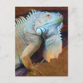 Iguana reptile briefkaart (Voorkant)