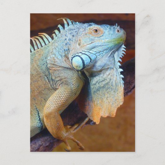 Iguana reptile briefkaart (Voorkant)
