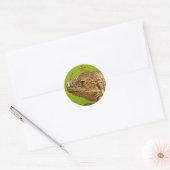 IGUANA RONDE STICKER (Envelop)