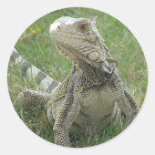 Iguana Sticker (Voorkant)