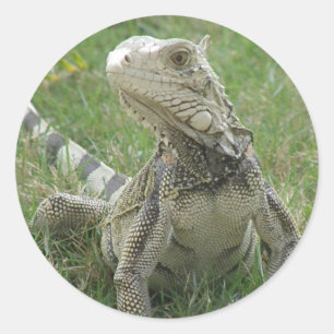 Iguana Sticker