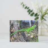 Iguana Sunbathing in La Romain, South Trinidad Briefkaart (Staand voorkant)