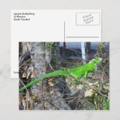 Iguana Sunbathing in La Romain, South Trinidad Briefkaart (Voorkant / Achterkant)