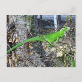 Iguana Sunbathing in La Romain, South Trinidad Briefkaart
