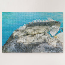 Iguana Sunbathing on Beach Rock