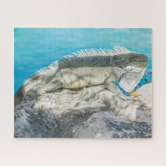 Iguana Sunbathing on Beach Rock Legpuzzel (Horizontaal)