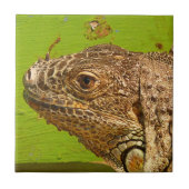 IGUANA TEGELTJE (Voorkant)