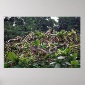 Iguana Tree Poster (Voorkant)