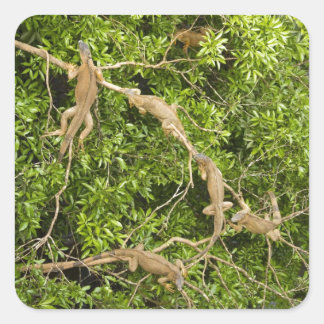 Iguana Tree Vierkante Sticker