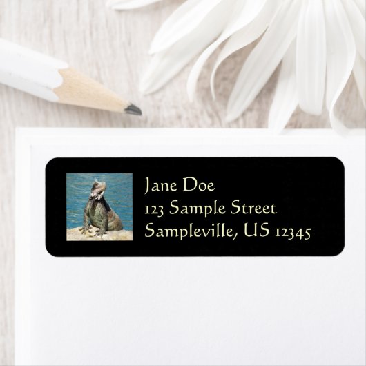 Iguana Tropical Wildlife Photography bij St. Thoma Etiket (Insitu)