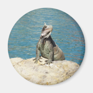 Iguana Tropical Wildlife Photography bij St. Thoma Magneet