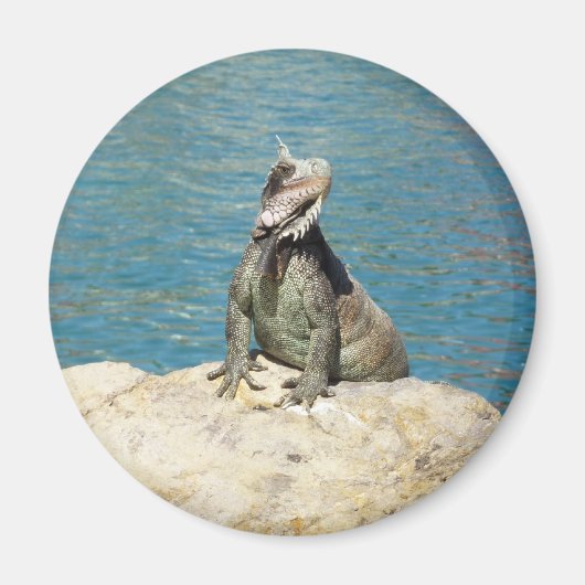 Iguana Tropical Wildlife Photography bij St. Thoma Magneet (Voorkant)