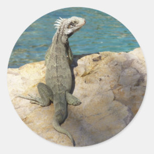 Iguana Tropical Wildlife Photography bij St. Thoma Ronde Sticker