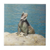 Iguana Tropical Wildlife Photography bij St. Thoma Tegeltje (Voorkant)