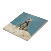 Iguana Tropical Wildlife Photography bij St. Thoma Tegeltje (Zijkant)