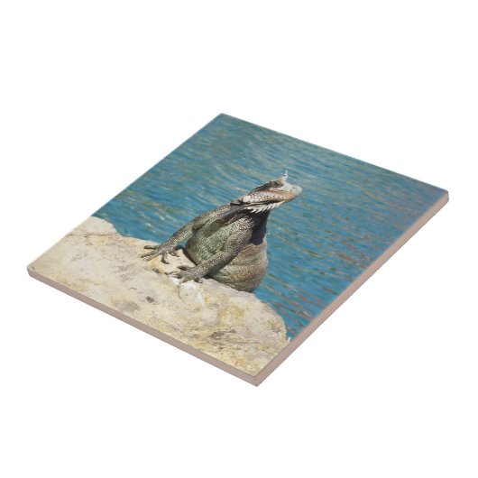 Iguana Tropical Wildlife Photography bij St. Thoma Tegeltje (Zijkant)