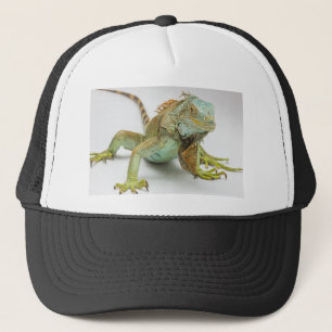 Iguana Trucker Pet