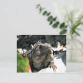Iguana, Tulum, Mexico Briefkaart (Staand voorkant)