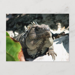 Iguana, Tulum, Mexico Briefkaart