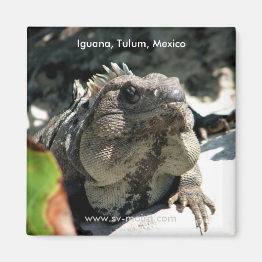 Iguana, Tulum, Mexico Magneet (Voorkant)