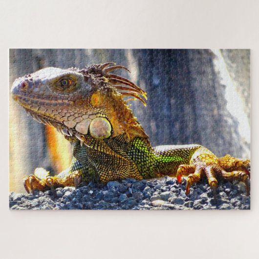Iguanas in Florida Legpuzzel (Horizontaal)