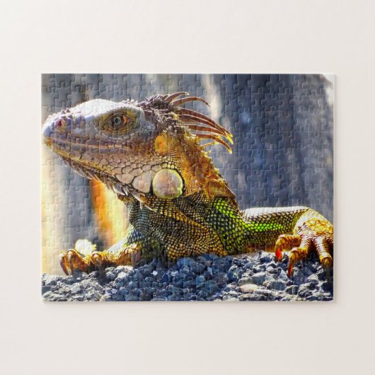 Iguanas in Florida Legpuzzel (Horizontaal)