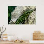 iguanas poster (Keuken)