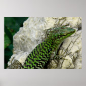 iguanas poster (Voorkant)
