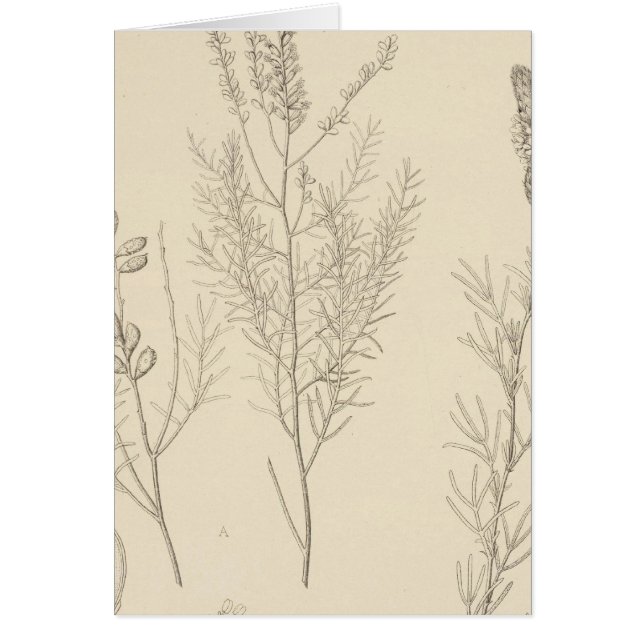 II Parryella, Petalostemon (Voorkant)