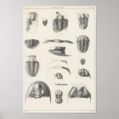 II Primordiale periode Poster (Voorkant)