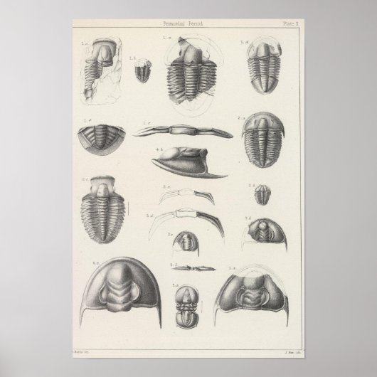 II Primordiale periode Poster (Voorkant)