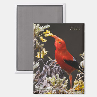 Iiwi Hawaiiaanse Honeycreeper Magneet