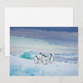 IJs en sneeuw | Adelie Penguins Antarctica Bedankkaart (Voorkant / Achterkant)