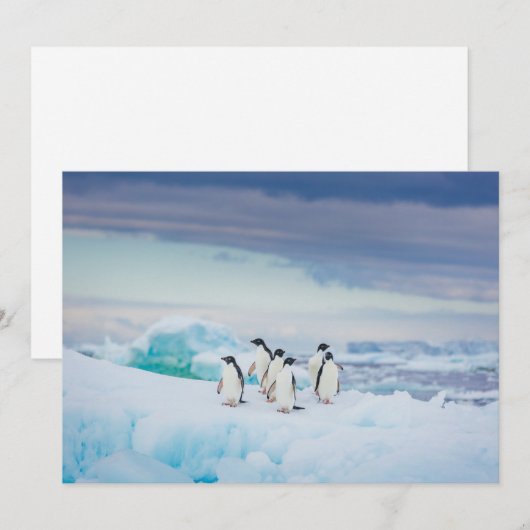 IJs en sneeuw | Adelie Penguins Antarctica Bedankkaart (Voorkant / Achterkant)