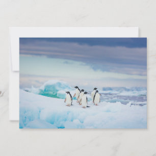 IJs en sneeuw   Adelie Penguins Antarctica Bedankkaart