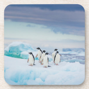 IJs en sneeuw   Adelie Penguins Antarctica Bier Onderzetter
